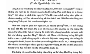 Hai cây phong